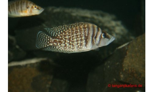 Altolamprologus calvus white